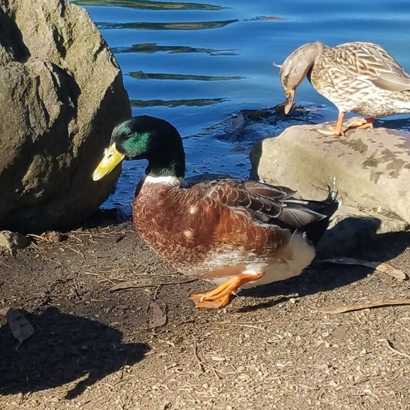 Meet your Posher, Heather - Picture 1 of 1